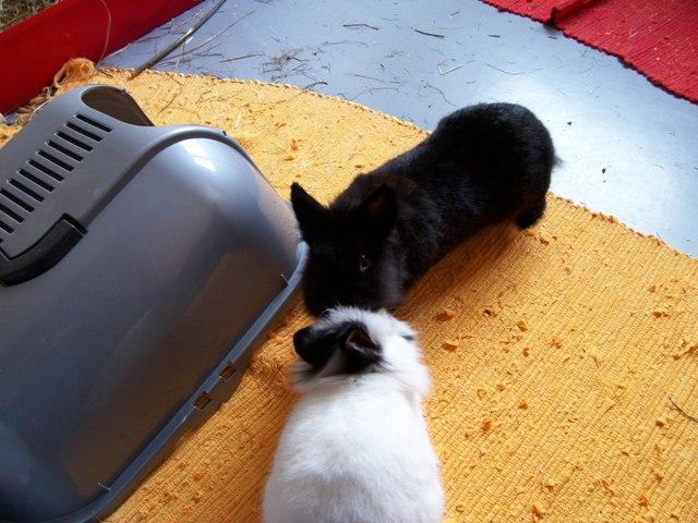 Bild