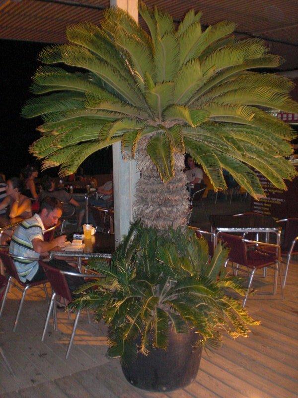 Palmen und Co. » Fotos aus Barcelona