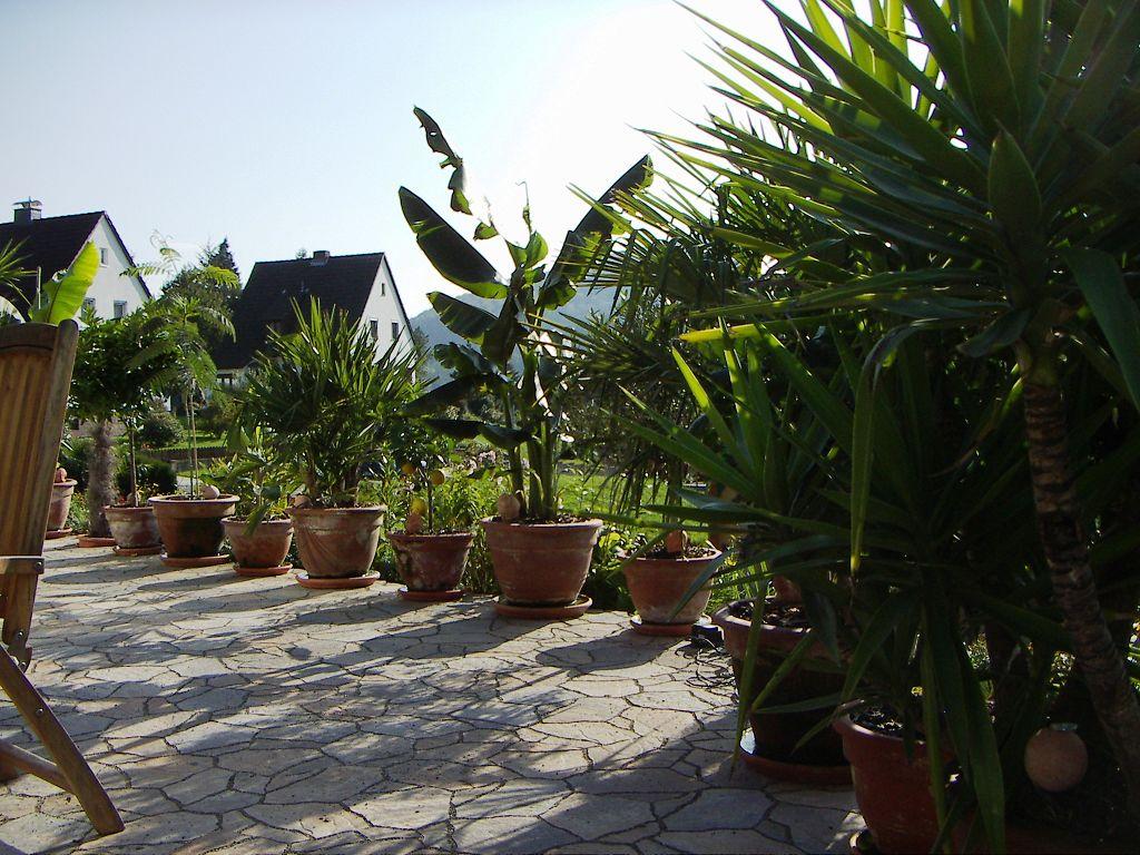 Palmen und Co. » Terassengestaltung mit Kübelpflanzen