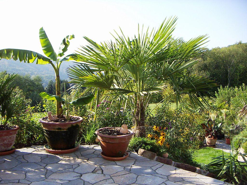 Palmen und Co. » Terassengestaltung mit Kübelpflanzen