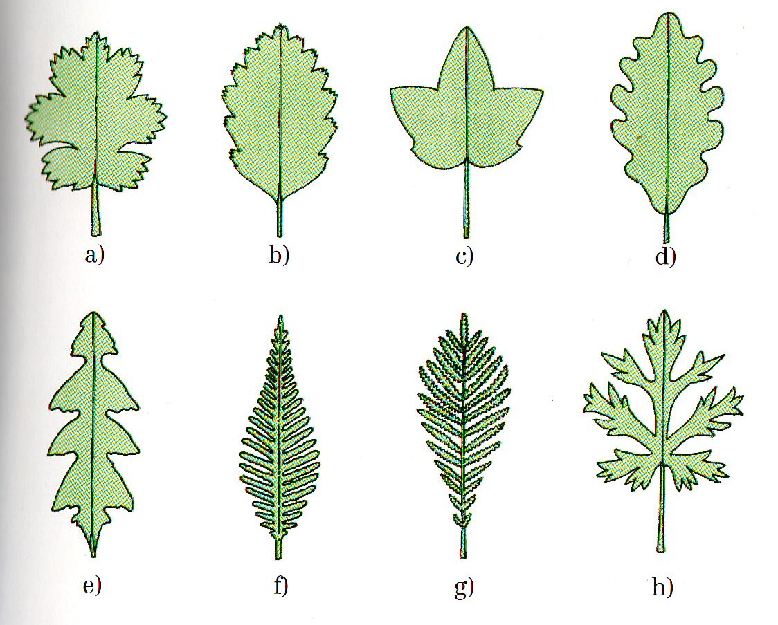 Kleine Blätterkunde Garten Gartenforum.de