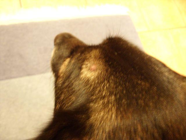 Alterswarze oder verstopfte Talgdrüse? - Der Hund  width=