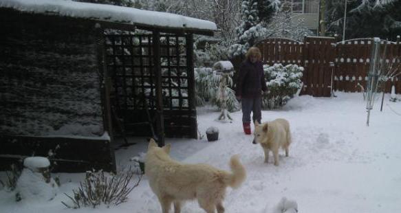 sneeuw