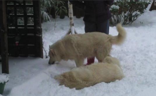 sneeuw3