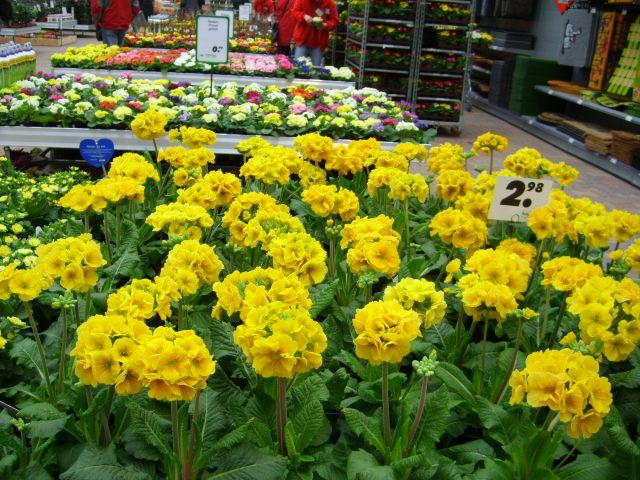 Frühlingsblumen für drinnen - Mein schöner Garten Forum