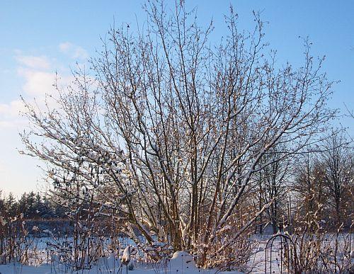 Haselnussstrauch wieviel Platz? Mein schöner Garten Forum