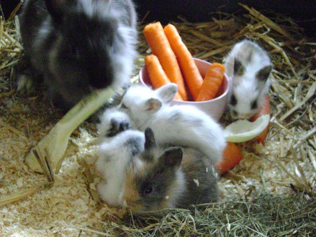 Bild