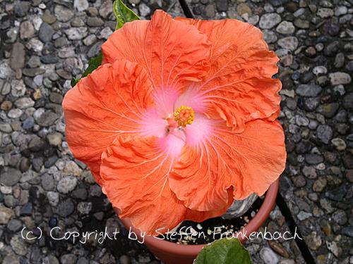 hibiscus ben lexcen