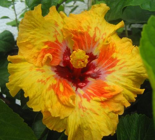 hibiscus tobanga
