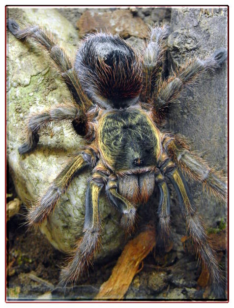 Euathlus truculentus