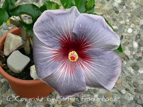 hibiscus wagon wheel