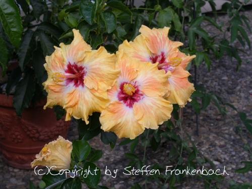 hibiscus tobanga