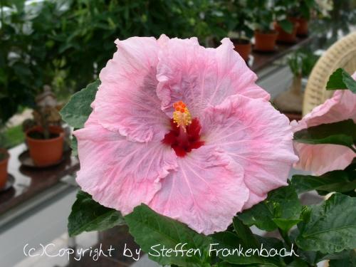 hibiscus lady flo
