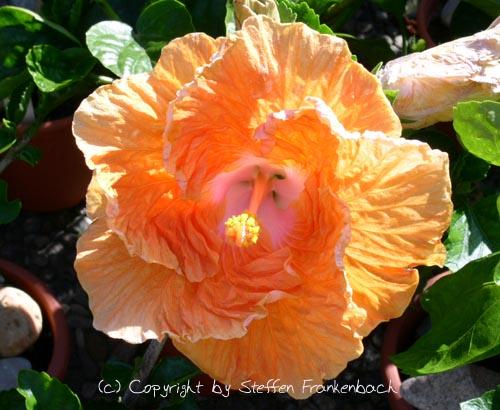 hibiscus ben lexcen