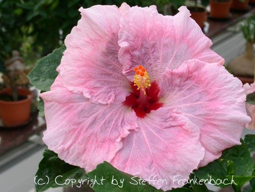 hibiscus lady flo