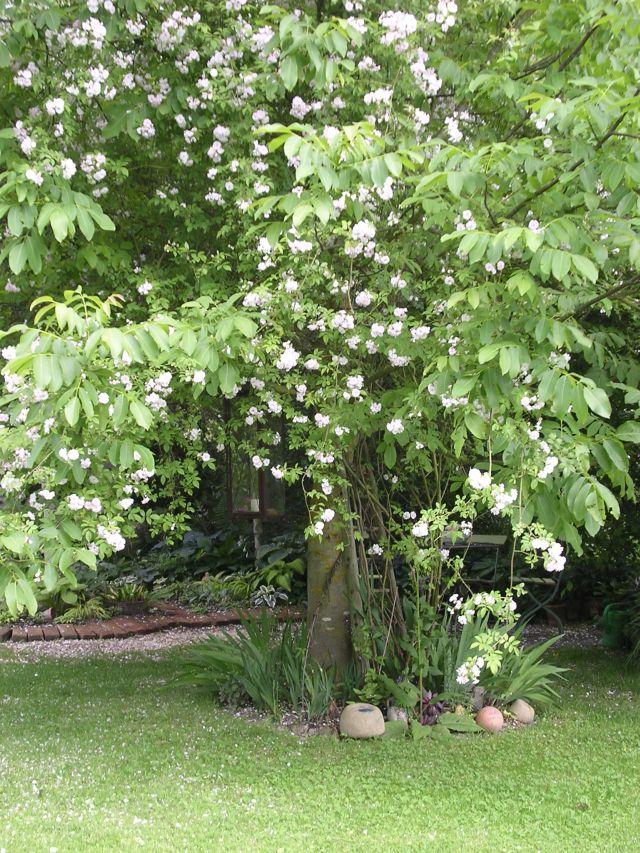 Kletterrose und Walnussbaum ist das möglich? Mein