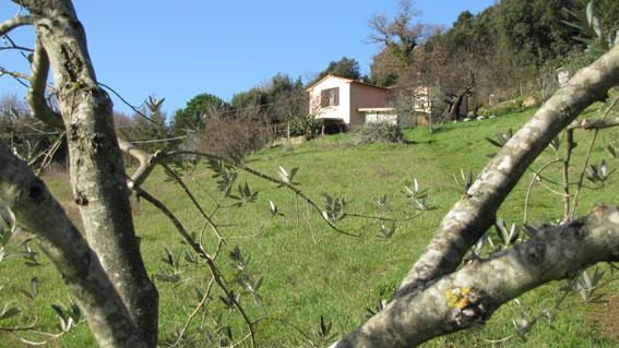 alter Olivenbaum - Mein schöner Garten Forum