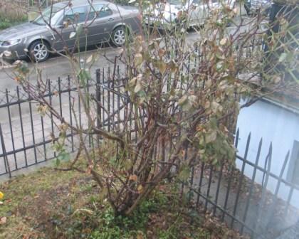 Wie schneide ich diese alte Gloria Dei - Mein schöner Garten Forum