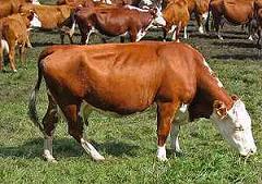 UserImage