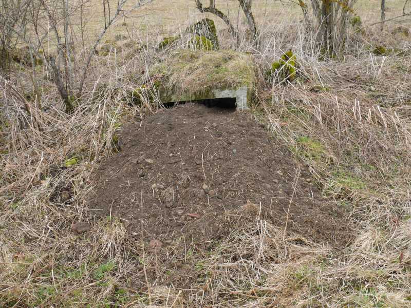 kraut&amp;rüben Forum Intensive Suche nach dem Osterhasen