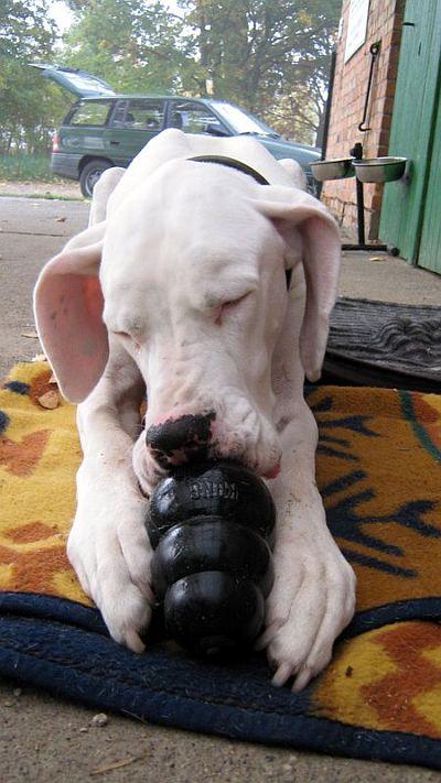 Einstein mit Kong
