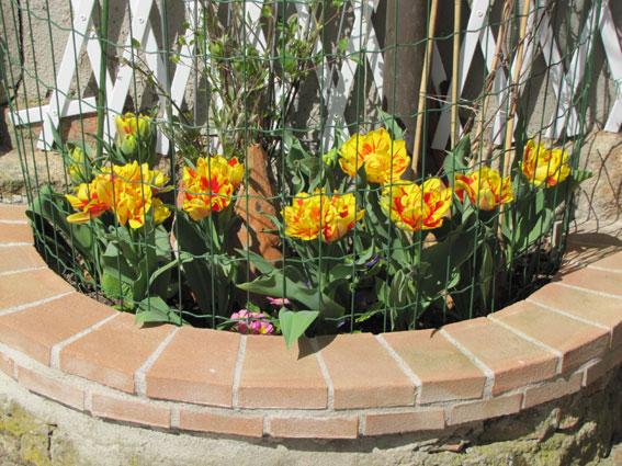 Hurra, der Frühling naht! - Page 74 - Mein schöner Garten Forum
