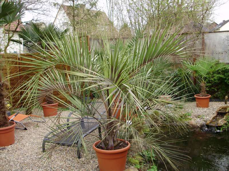 Palmen und Co. » Butia Wedel haben 2 Farben