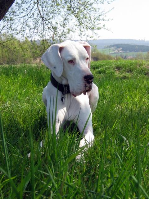 Frühlings-Dogge