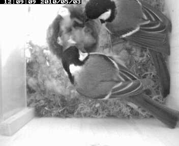 Benutzerübermitteltes Bild