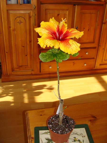 hibiskus falsch abgelichtet, hibiskus wunder