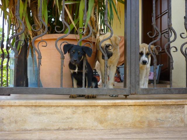 Bild