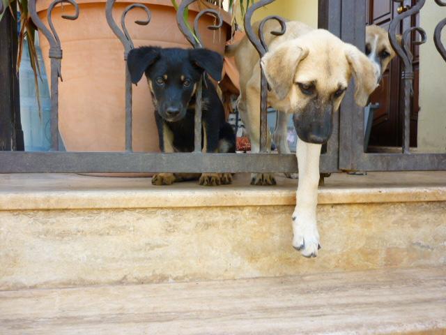 Bild