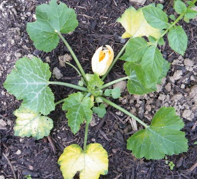 kraut&rüben Forum Gurke oder Zucchini?