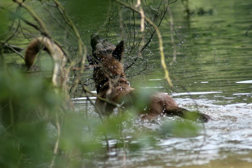 Eingefügtes Bild