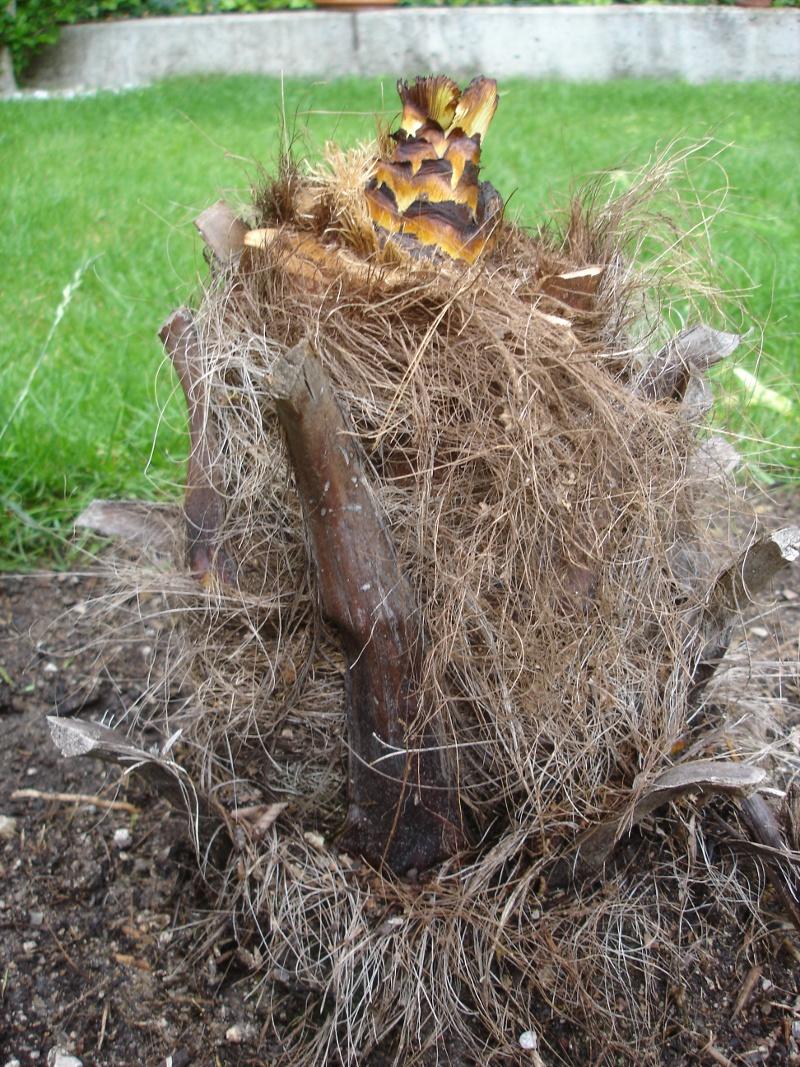 Re Cinosol bei Trachys 2