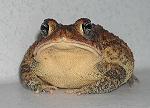 UserImage