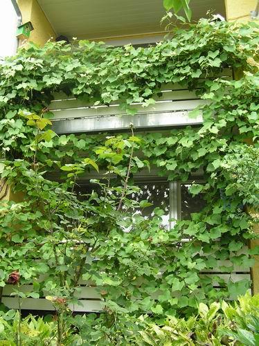 Weinstock in der Höhe begrenzen - Mein schöner Garten Forum