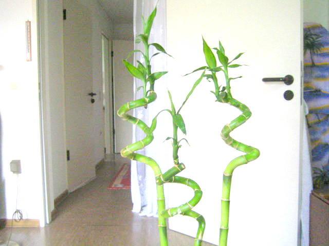 bambus einpflanzen