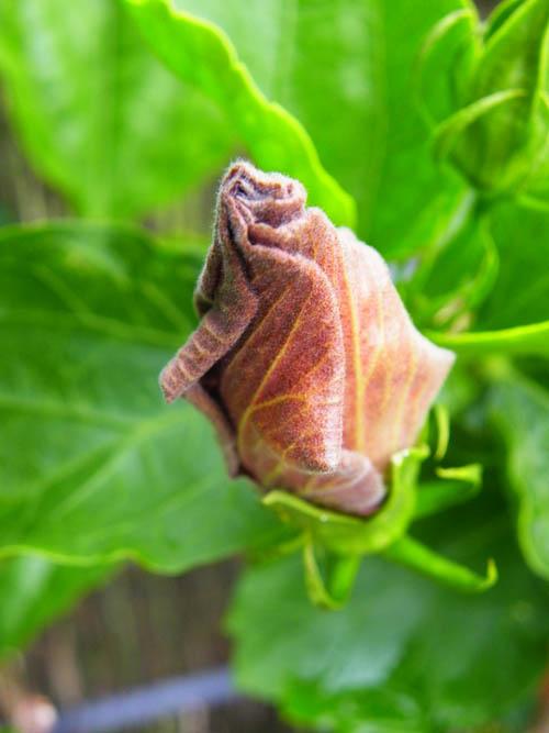 hibiscus In Motion