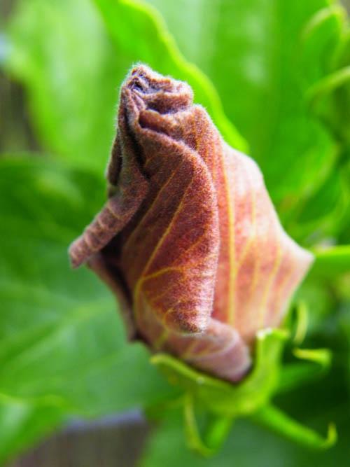 Hibiscus Lopar