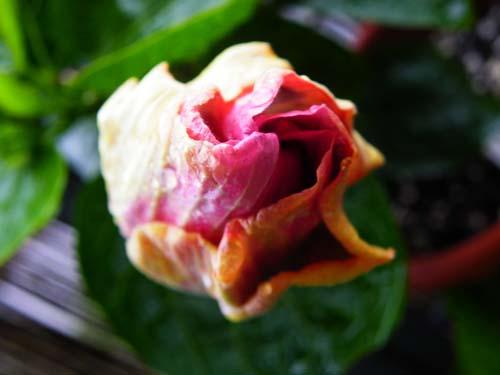 hibiscus Mountain Air
