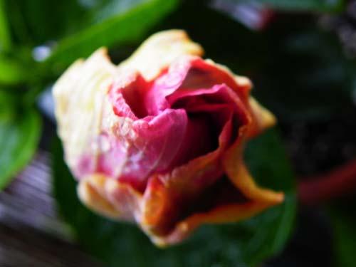 hibiscus Misfortune