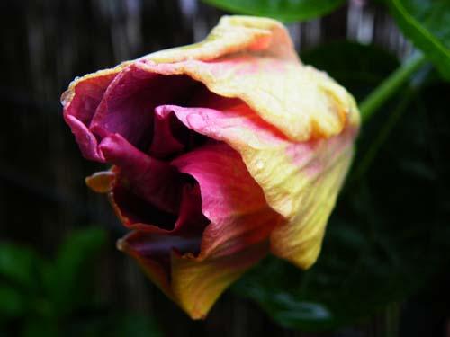 hibiscus Tahitian Strawberry Moon