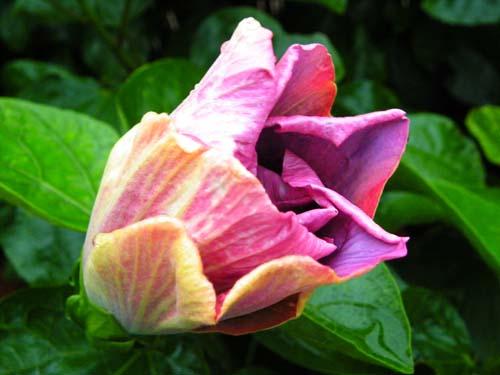 hibiscus Tahitian Purple Magic