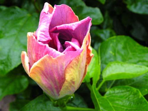 Hibiscus Tahitian Prince
