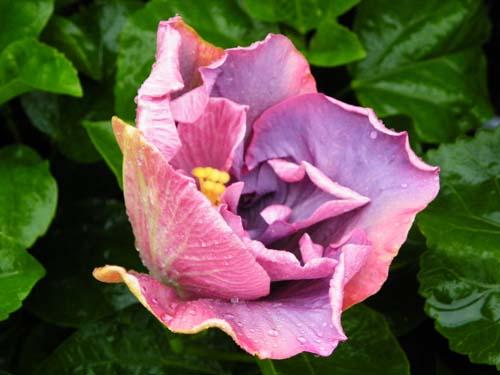 Hibiscus Timeless Treasure
