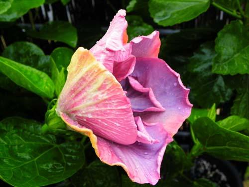 Hibiscus Timeless Treasure