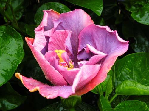 Hibiscus Timeless Treasure