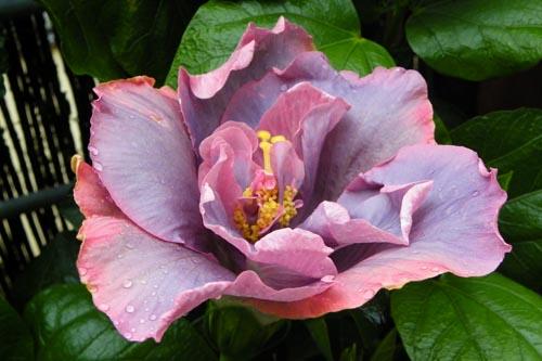 Hibiscus Timeless Treasure