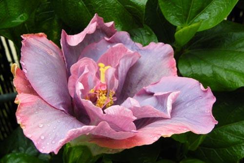 Hibiscus Timeless Treasure